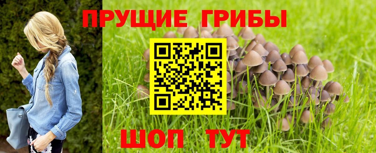 Галлюциногенные грибы Psilocybe Ставрополь